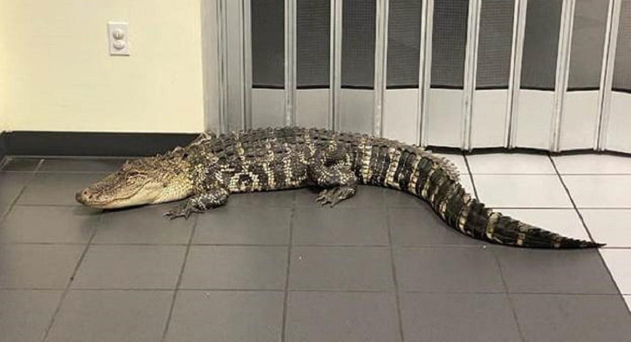 Аллигатор в почтовом отделении во Флориде