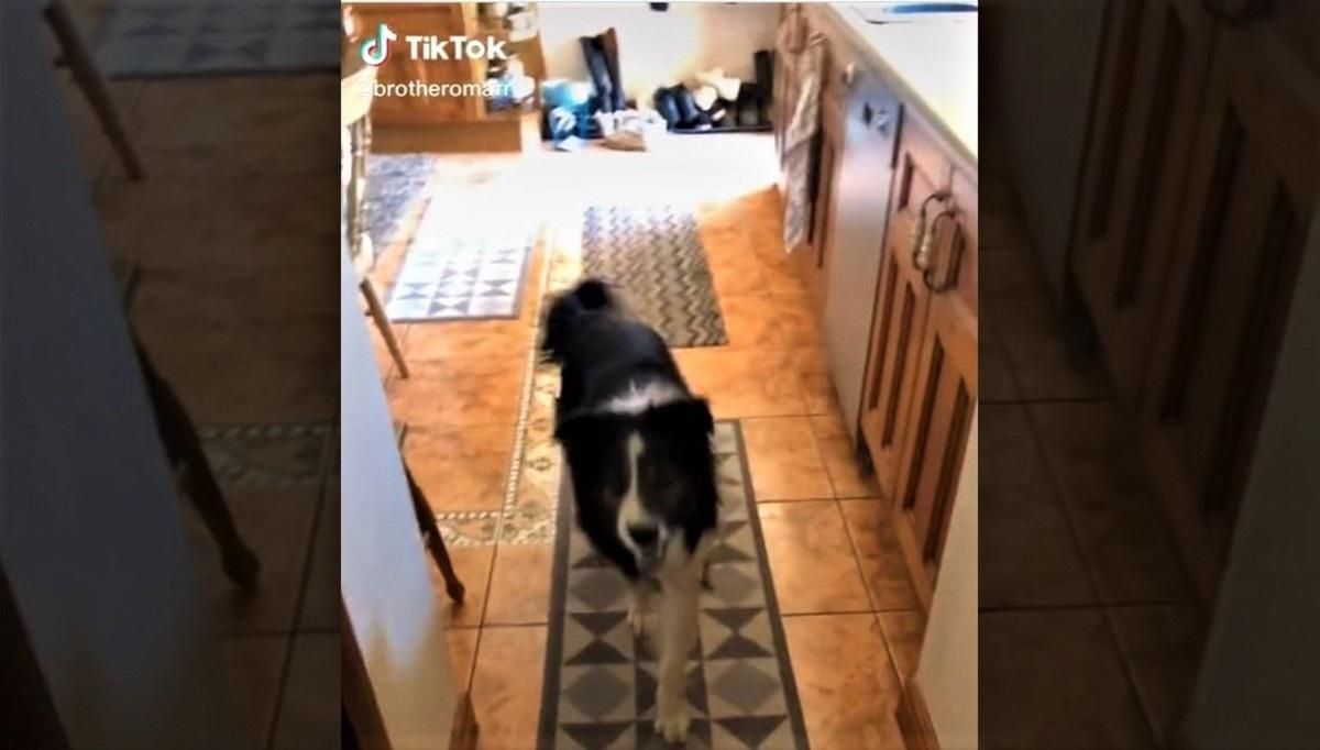 Собака перепутала дома Собака перепутала дома