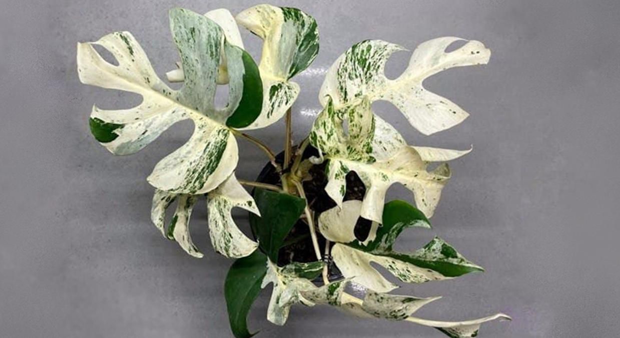 Редкое растение продали за 19,3 тысячи долларов Редкое растение продали за 19,3 тысячи долларов