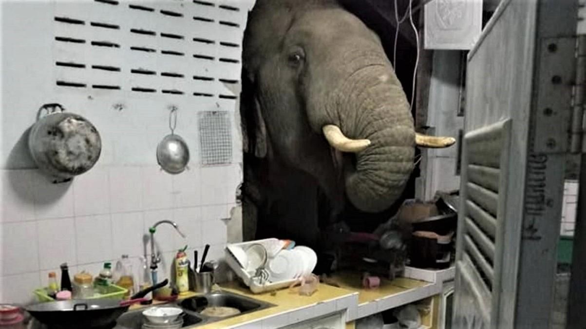 Слон вломился на кухню