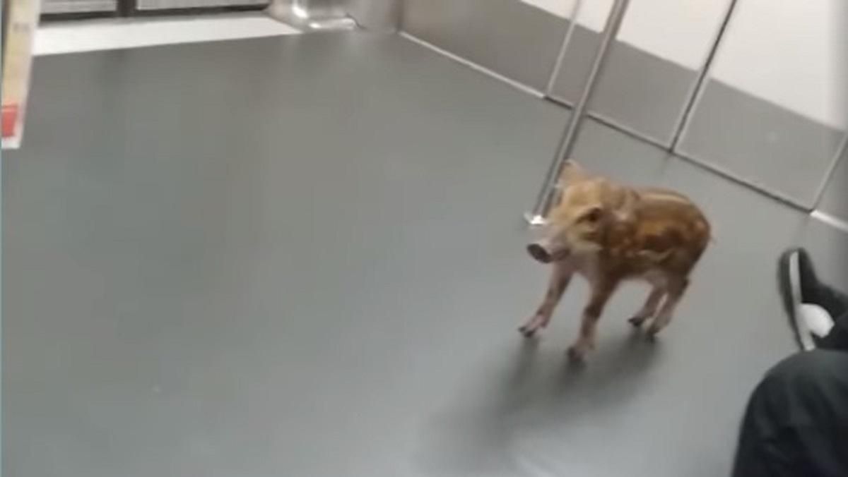 Ловили все: в Гонконге кабанчик забежал в вагон метро и вызвал переполох Ловили все: в Гонконге кабанчик забежал в вагон метро и вызвал переполох