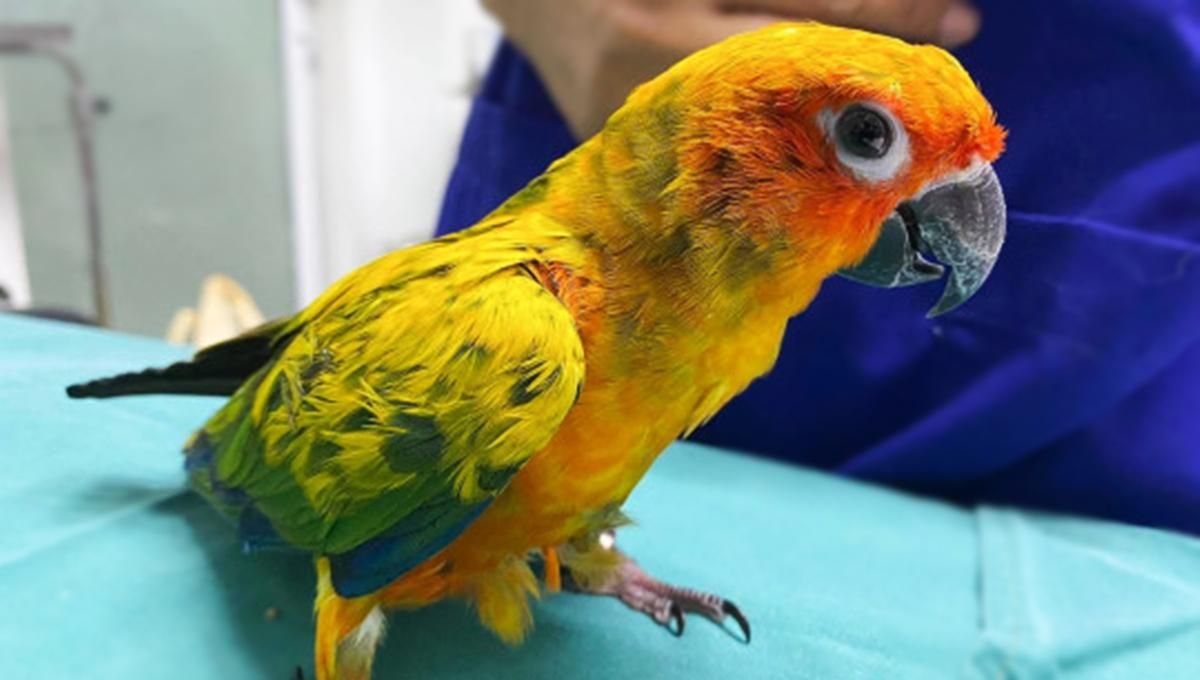 Попугай наелся бриллиантов Попугай наелся бриллиантов