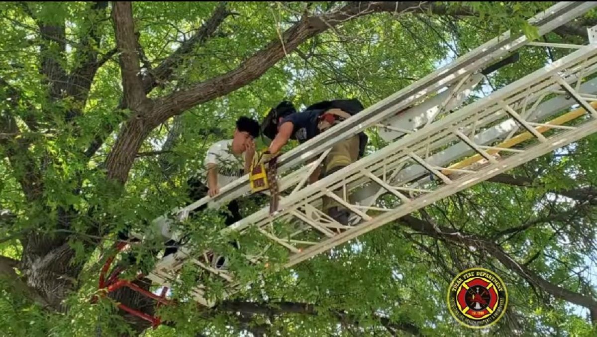 Спасали обоих: пожарные сняли с дерева парня, который полез туда за своим котом