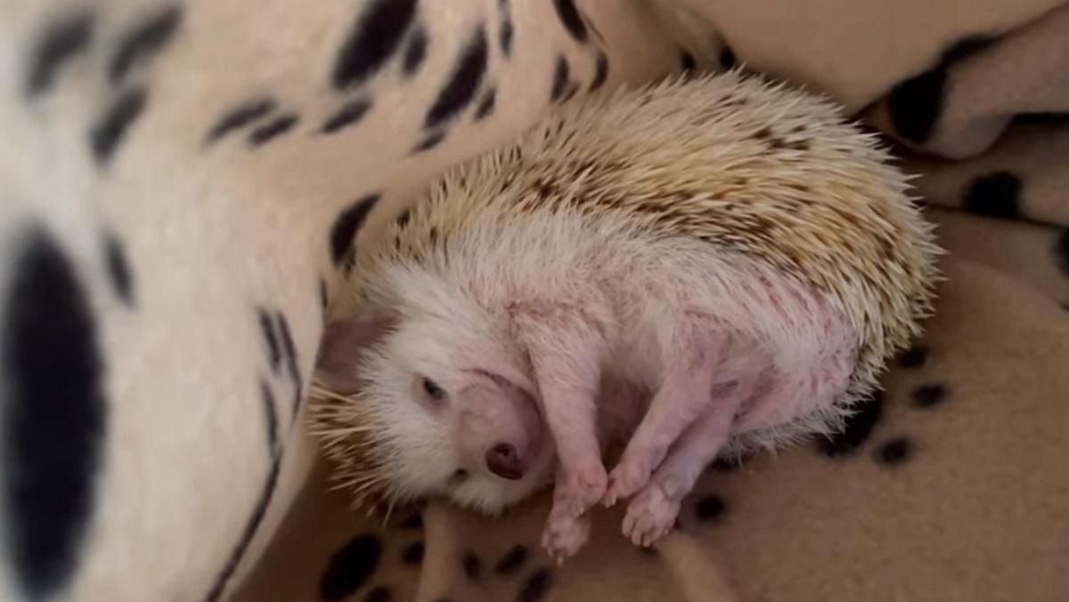 Їжачок посміхається та потягується перед початком важкого дня: кумедне відео Їжачок посміхається та потягується перед початком важкого дня: кумедне відео