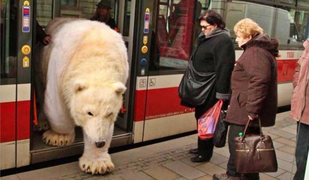 Странные фотографии Странные фотографии