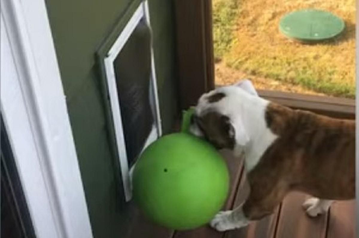 Бульдожа завзятість: пес намагається протиснути м'яч через крихітні двері – кумедне відео