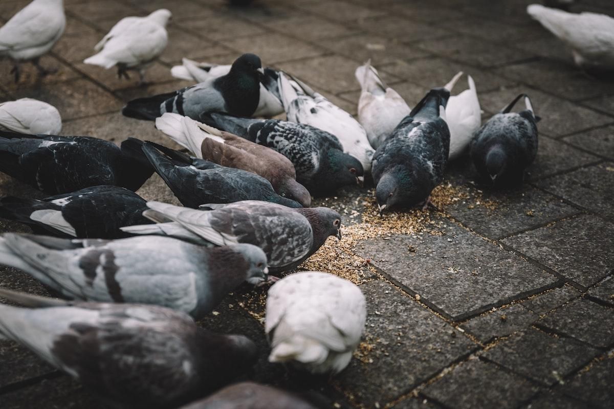 В Великобритании штрафуют за кормление птиц на улице