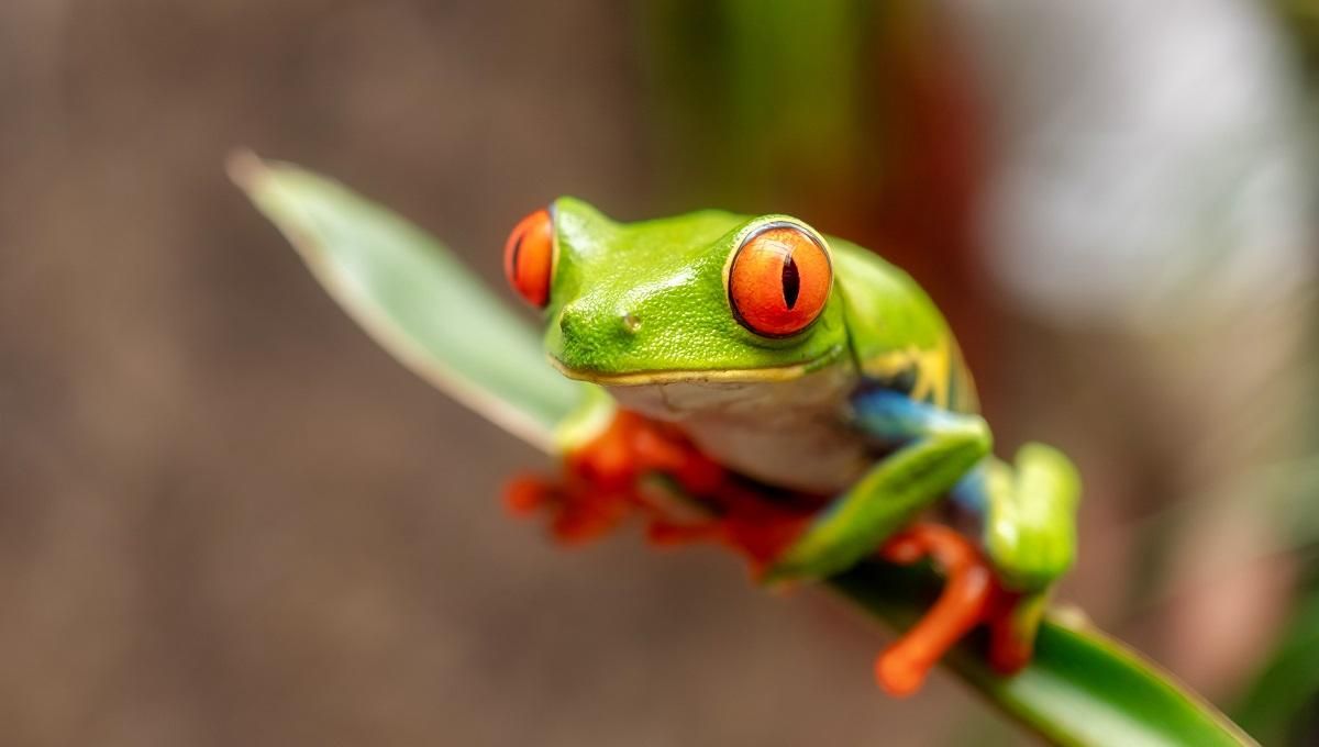 Акустичний концерт тайванських жаб: звукорежисер записує пісні земноводних з Тайваню Акустичний концерт тайванських жаб: звукорежисер записує пісні земноводних з Тайваню