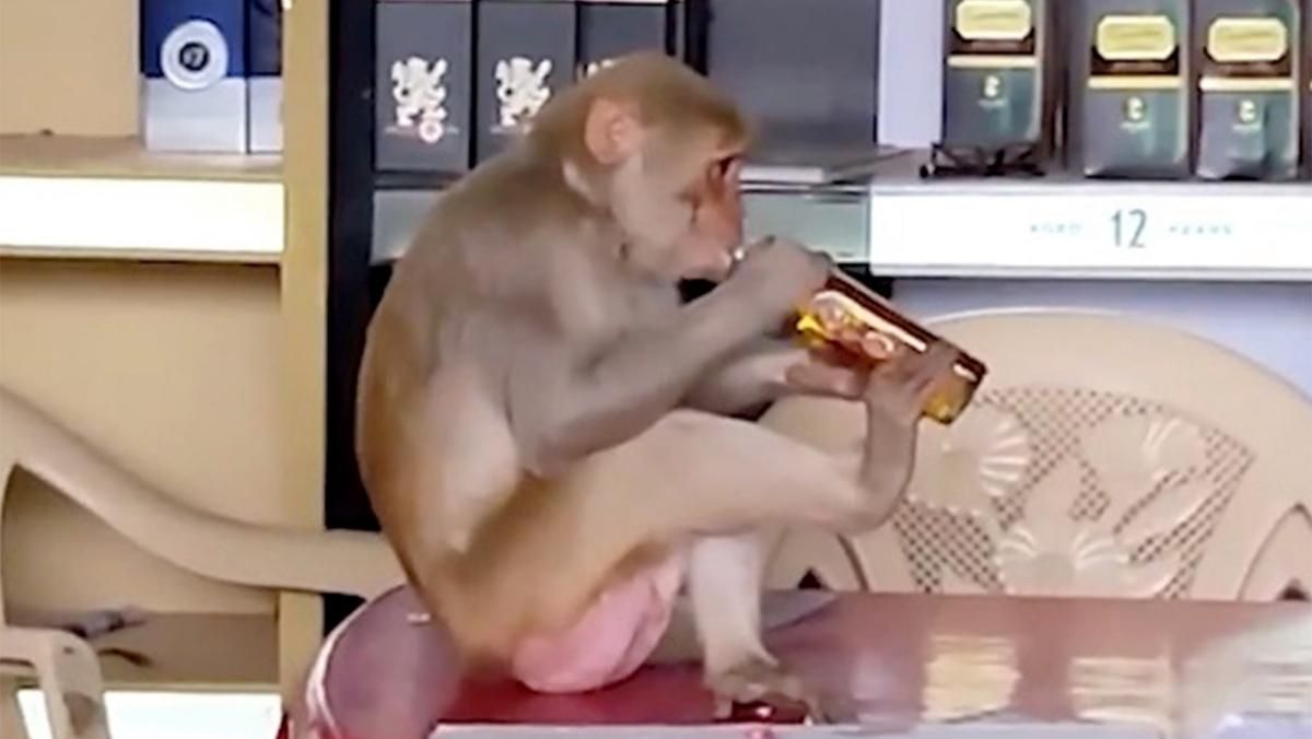 Мавпа п'є алкоголь в індійському магазині