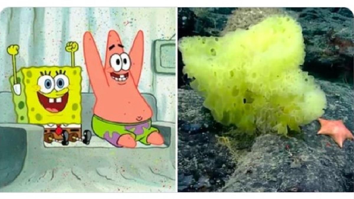 Они существуют: ученые нашли на дне океана реальных Губку Боба и Патрика Они существуют: ученые нашли на дне океана реальных Губку Боба и Патрика