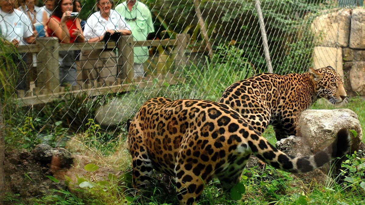 Не погрожуй ягуару: чоловік проліз у вольєр до хижака, щоб побити його – чим закінчилася історія Не погрожуй ягуару: чоловік проліз у вольєр до хижака, щоб побити його – чим закінчилася історія