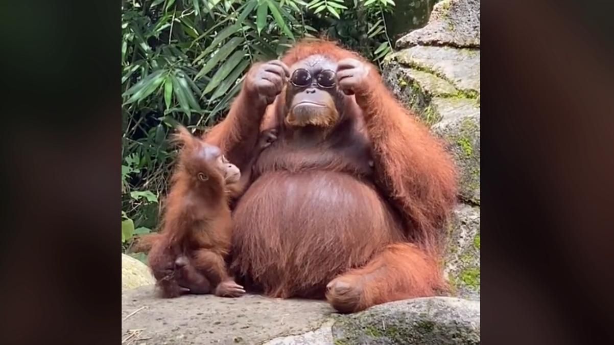 Самка орангутана приміряє окуляри
