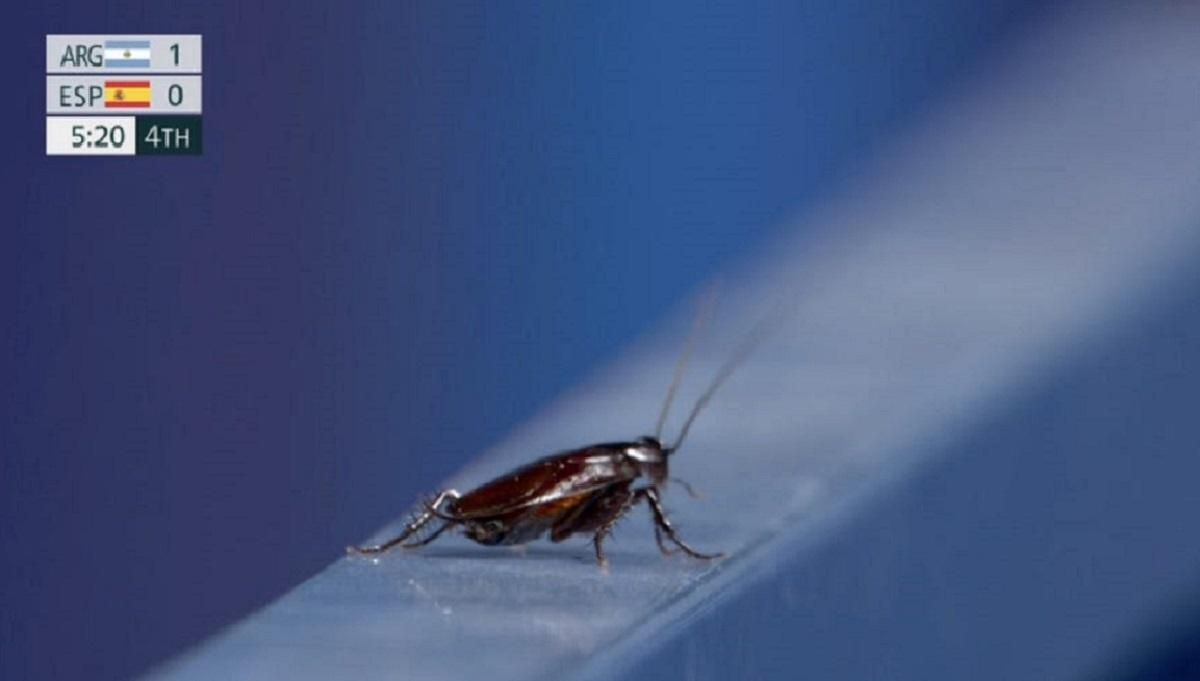 Оператор знімав таргана замість жіночого хокейного матчу на олімпійських іграх: курйозне відео Оператор знімав таргана замість жіночого хокейного матчу на олімпійських іграх: курйозне відео