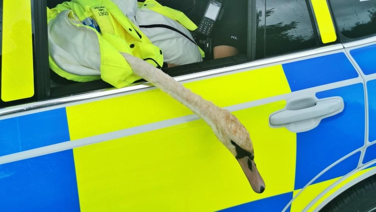 Британская полиция задержала лебедя