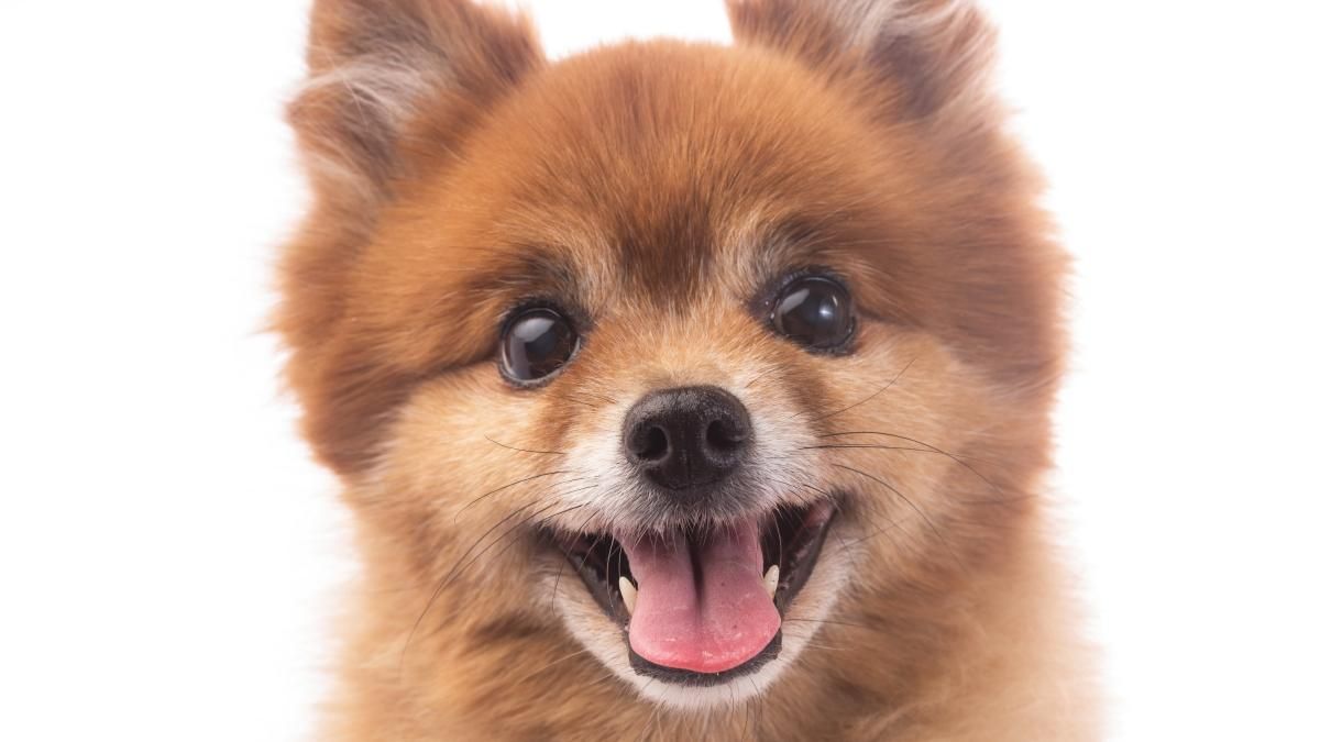 Жінка самостійно постригла померанського шпіца Жінка самостійно постригла померанського шпіца