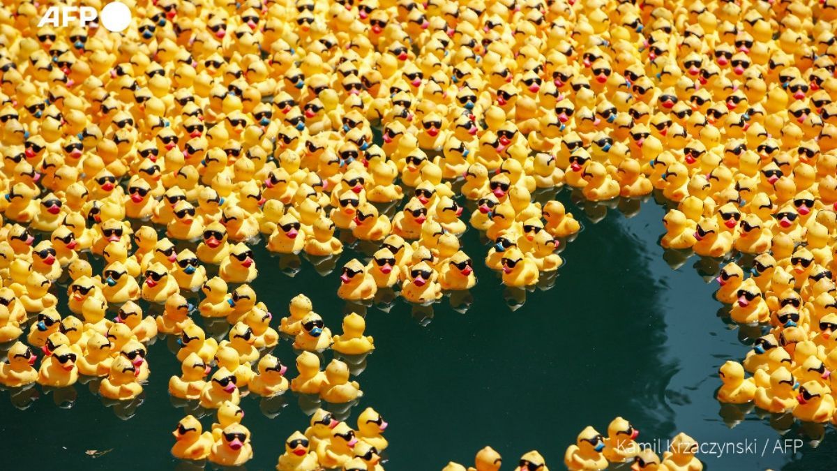 70 000 игрушечных уточек выпустили в реку Чикаго 70 000 игрушечных уточек выпустили в реку Чикаго