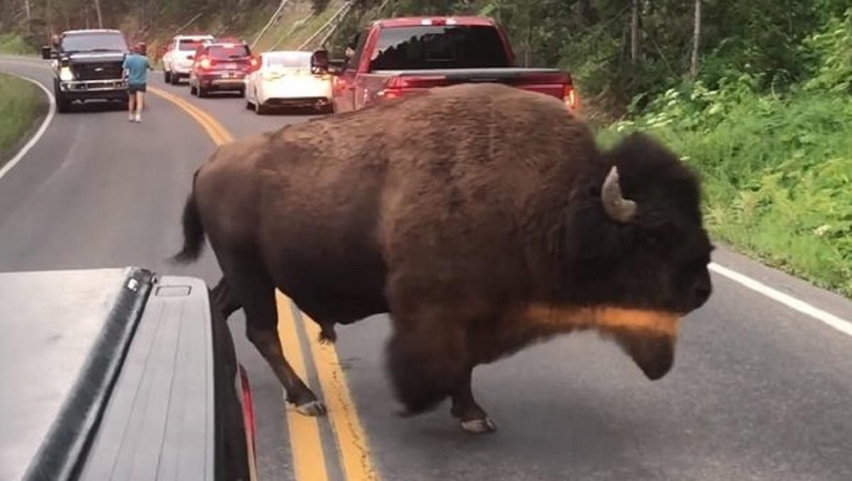 Устроил большую пробку: бизон решил вздремнуть прямо посреди дороги