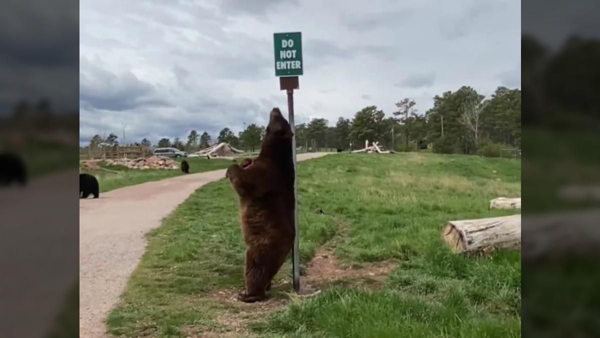 Ведмідь чухає спинку об стовп