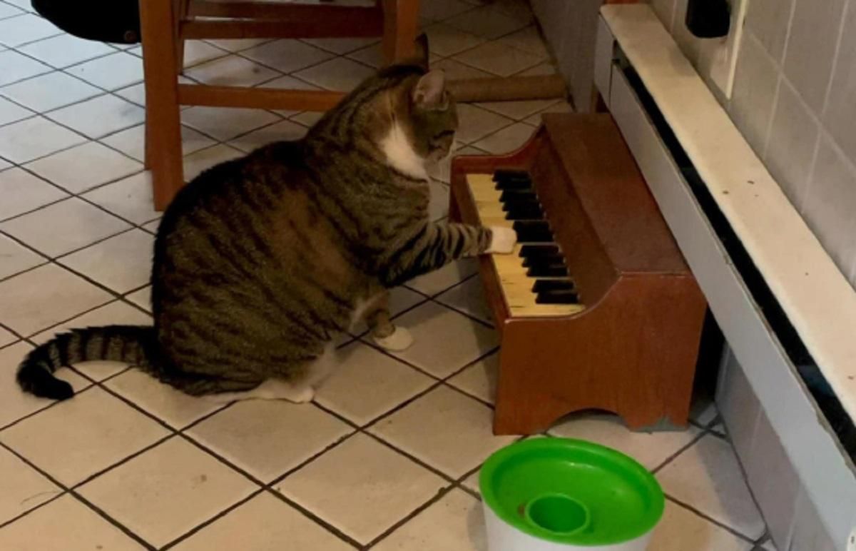 Играет на пианино, когда хочет есть: котик, который необычным способом просит еду, покорил сеть