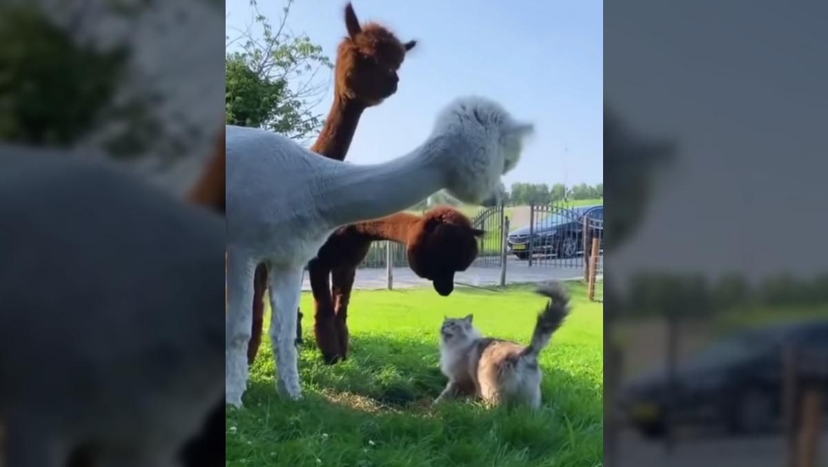 Що це таке: спантеличені альпаки знайомляться з кішкою – кумедне відео - Розваги Що це таке: спантеличені альпаки знайомляться з кішкою – кумедне відео - Розваги