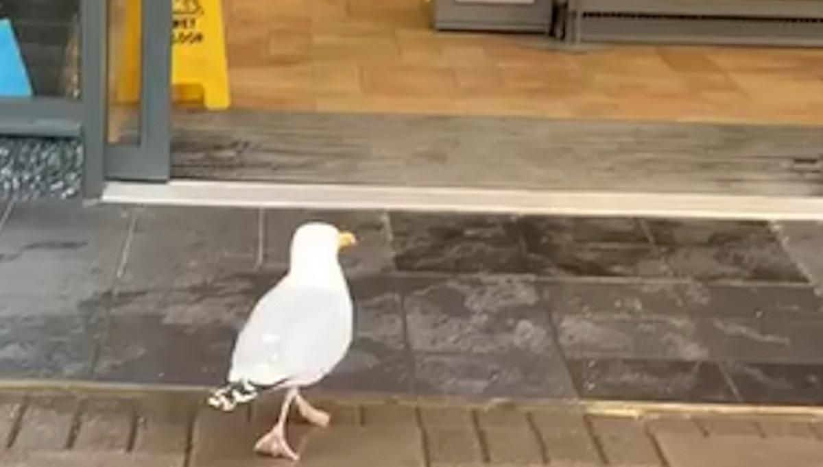 Преступление века: в Англии чайка снова ограбила супермаркет Преступление века: в Англии чайка снова ограбила супермаркет