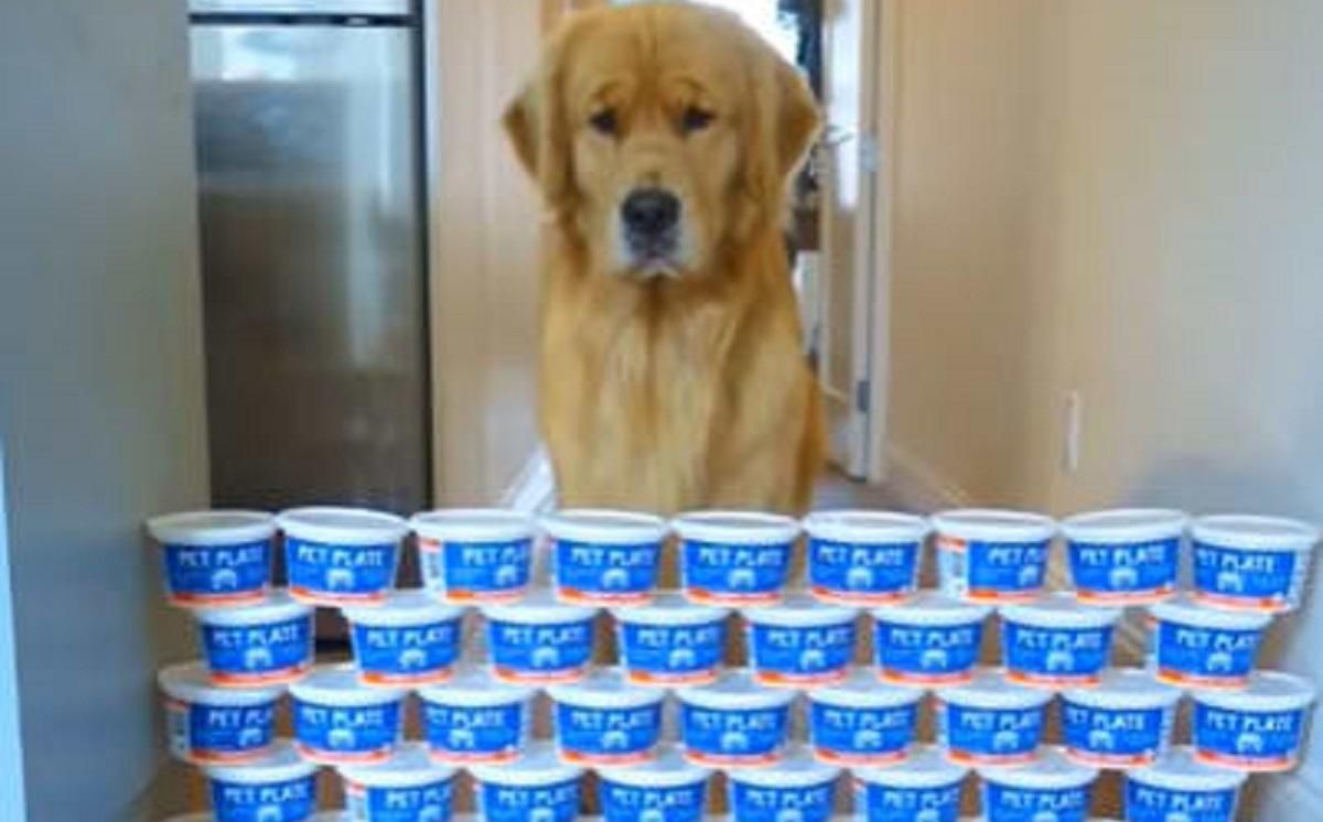 Золотистый ретривер, перепрыгивающий высокие препятствия, стал звездой соцсетей Золотистый ретривер, перепрыгивающий высокие препятствия, стал звездой соцсетей