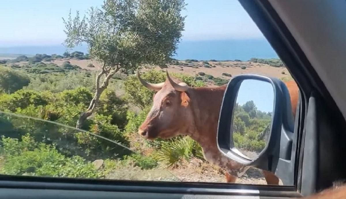 Сеть покоряют испанские коровы, которые указывают дорогу туристам: забавное видео