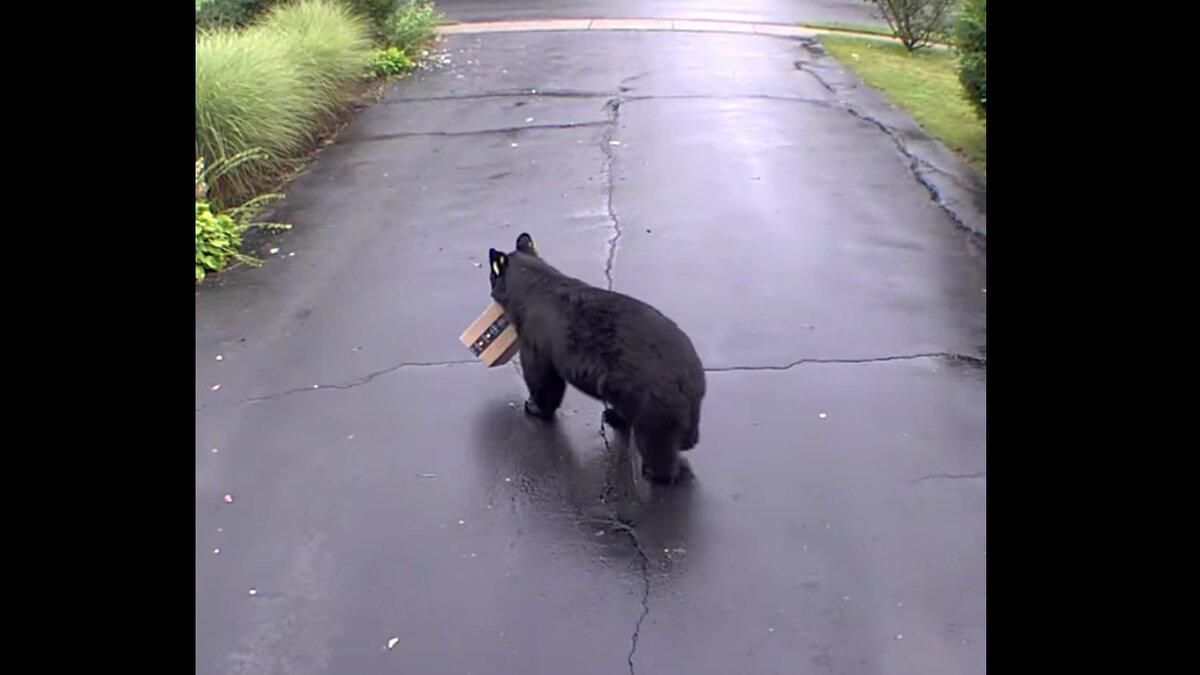 У США ведмідь поцупив коробку Amazon з подвір'я будинку: відео, яке підірвало мережу - Розваги