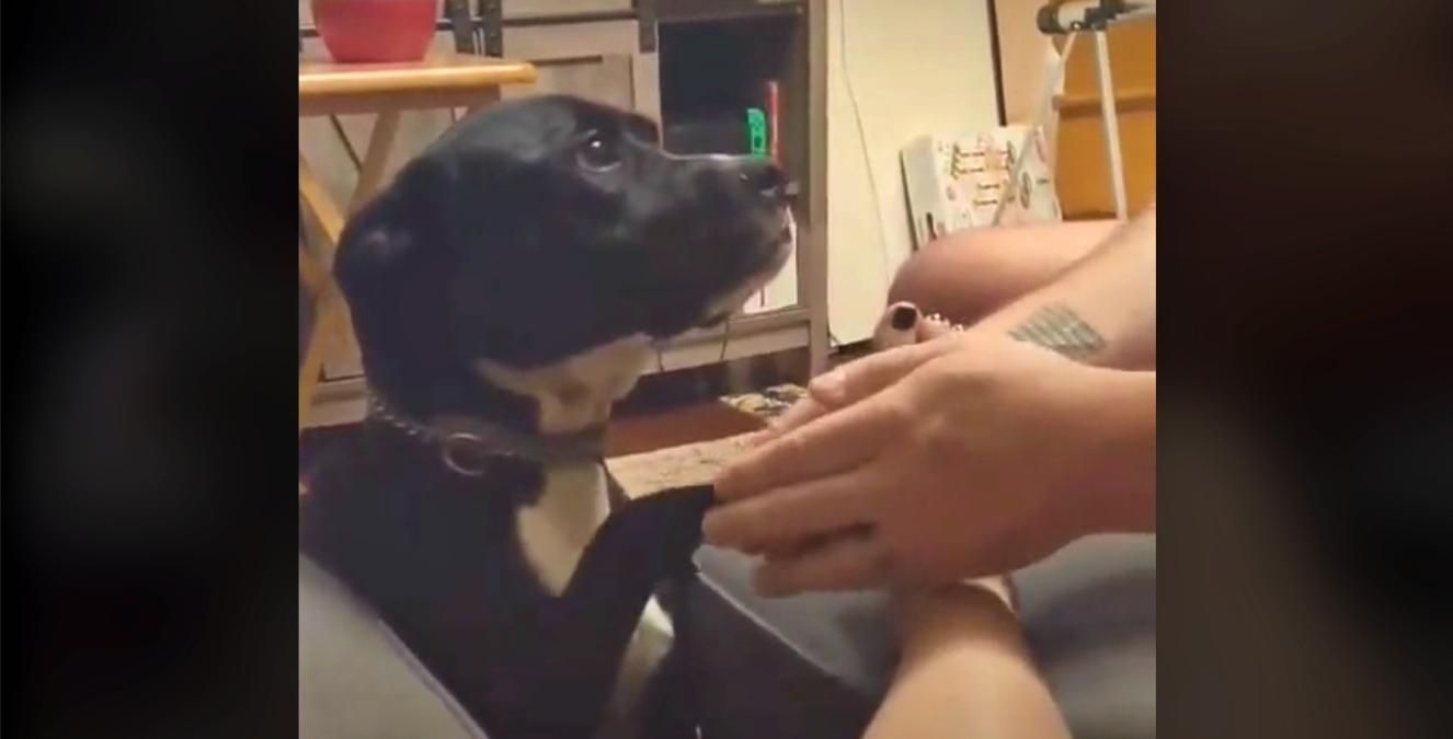 И мне: песик с невозмутимым взглядом попросил хозяина помассировать ему лапки – смешное видео - Развлечения И мне: песик с невозмутимым взглядом попросил хозяина помассировать ему лапки – смешное видео - Развлечения