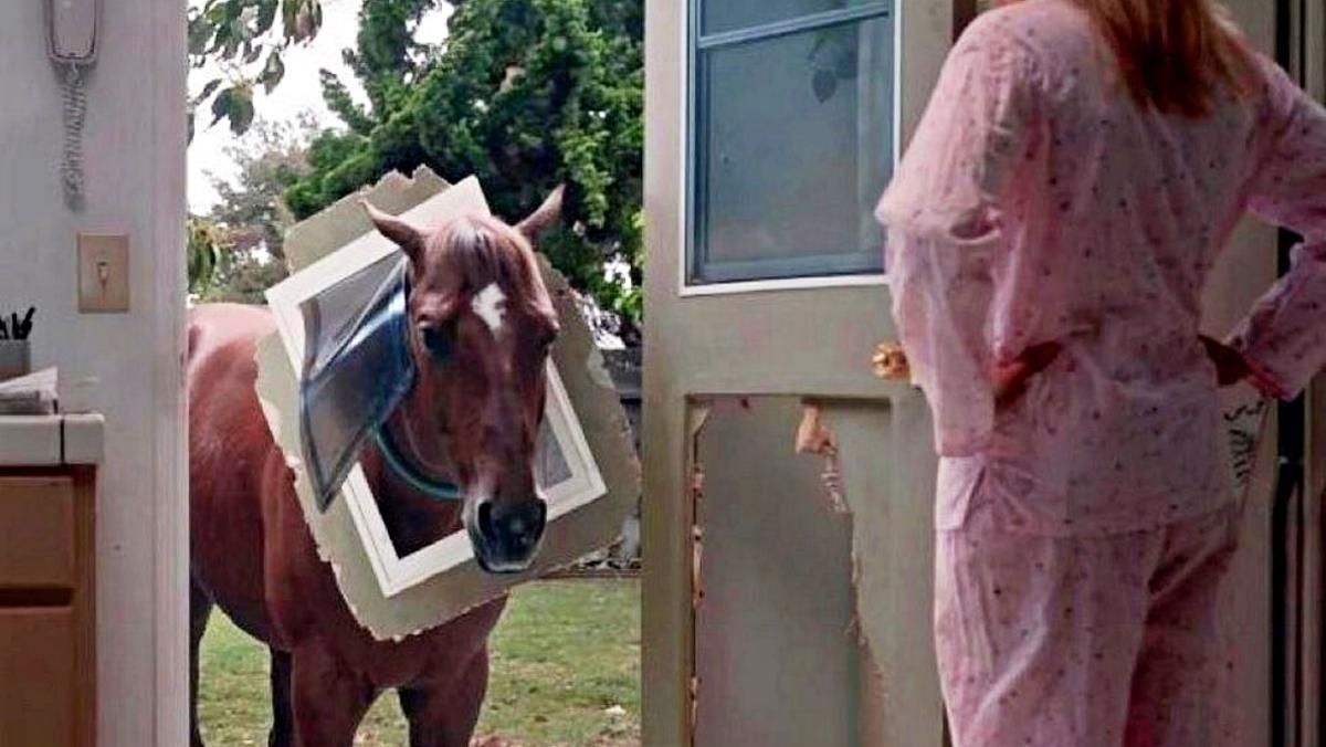 Ничего непонятно, но очень интересно: 15 странных фото животных, которые заставят вас смеяться - Развлечения Ничего непонятно, но очень интересно: 15 странных фото животных, которые заставят вас смеяться - Развлечения