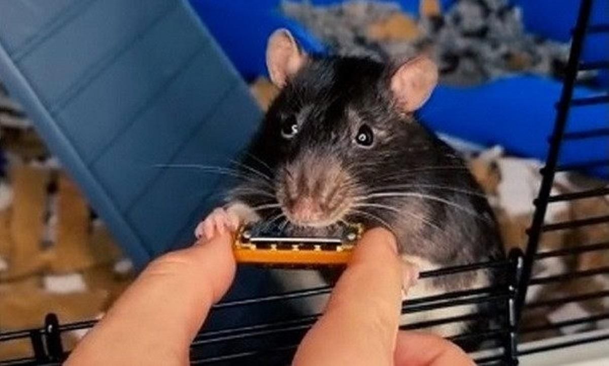 Щур з Нідерландів зіграв на мінігармошці, випустив хітовий трек та став зіркою тіктоку Щур з Нідерландів зіграв на мінігармошці, випустив хітовий трек та став зіркою тіктоку