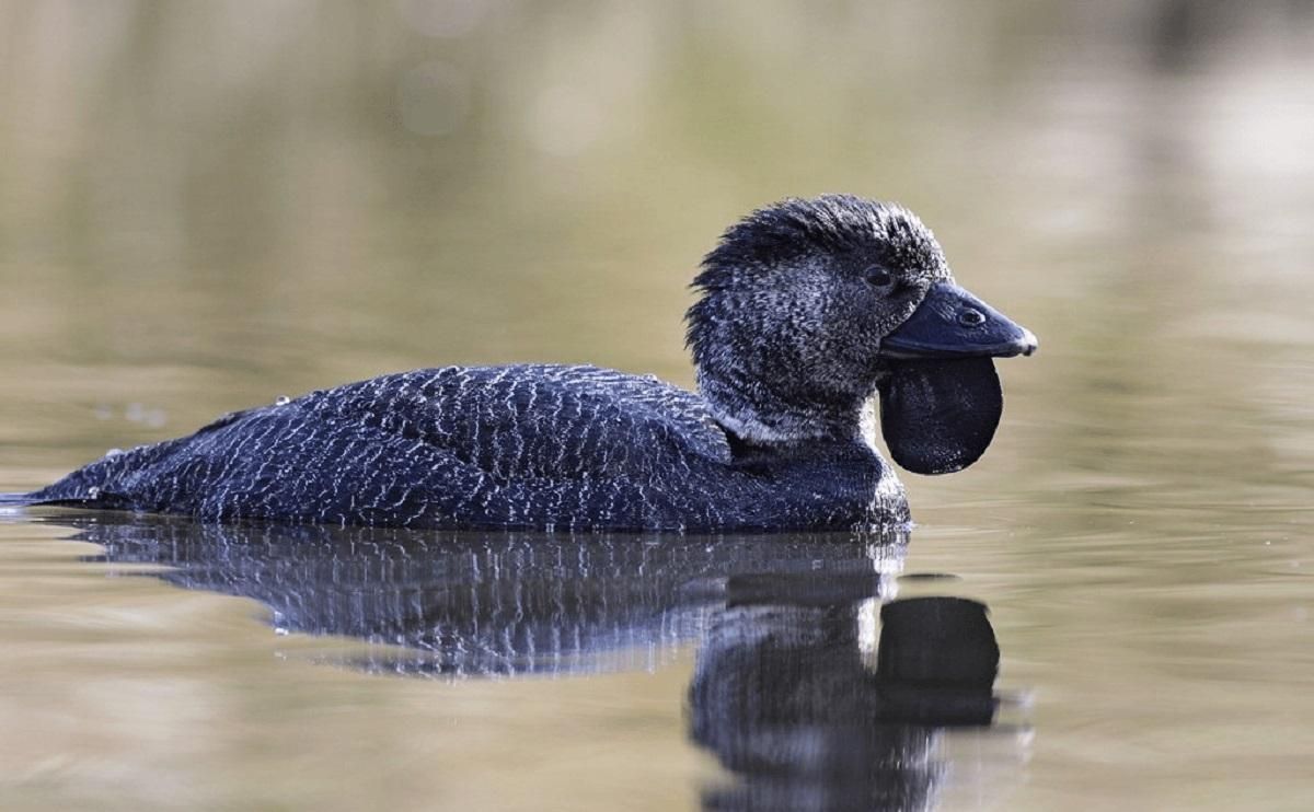 Ты – чертов дурак, – селезень, по имени Потрошитель научился ругаться Ты – чертов дурак, – селезень, по имени Потрошитель научился ругаться