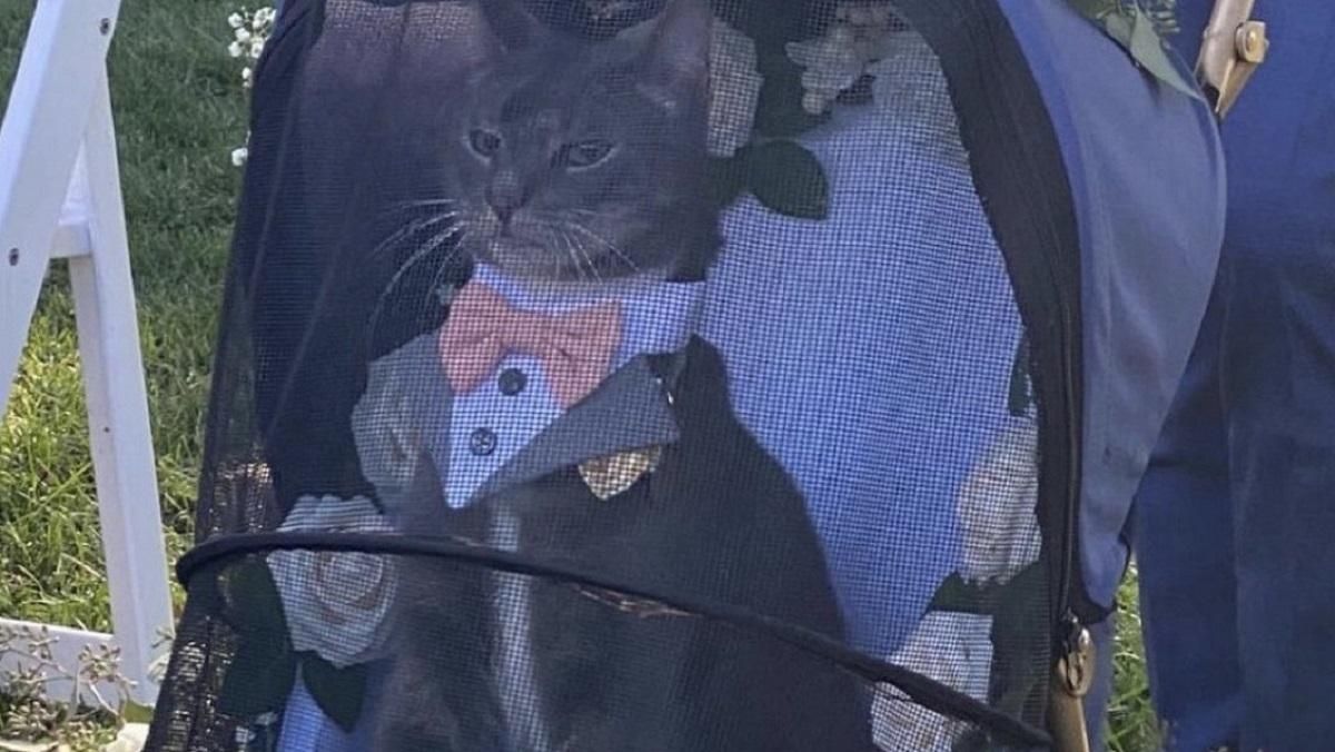 Пухнастий дон Корлеоне: представницький весільний кіт став зіркою мережі – кумедні фото