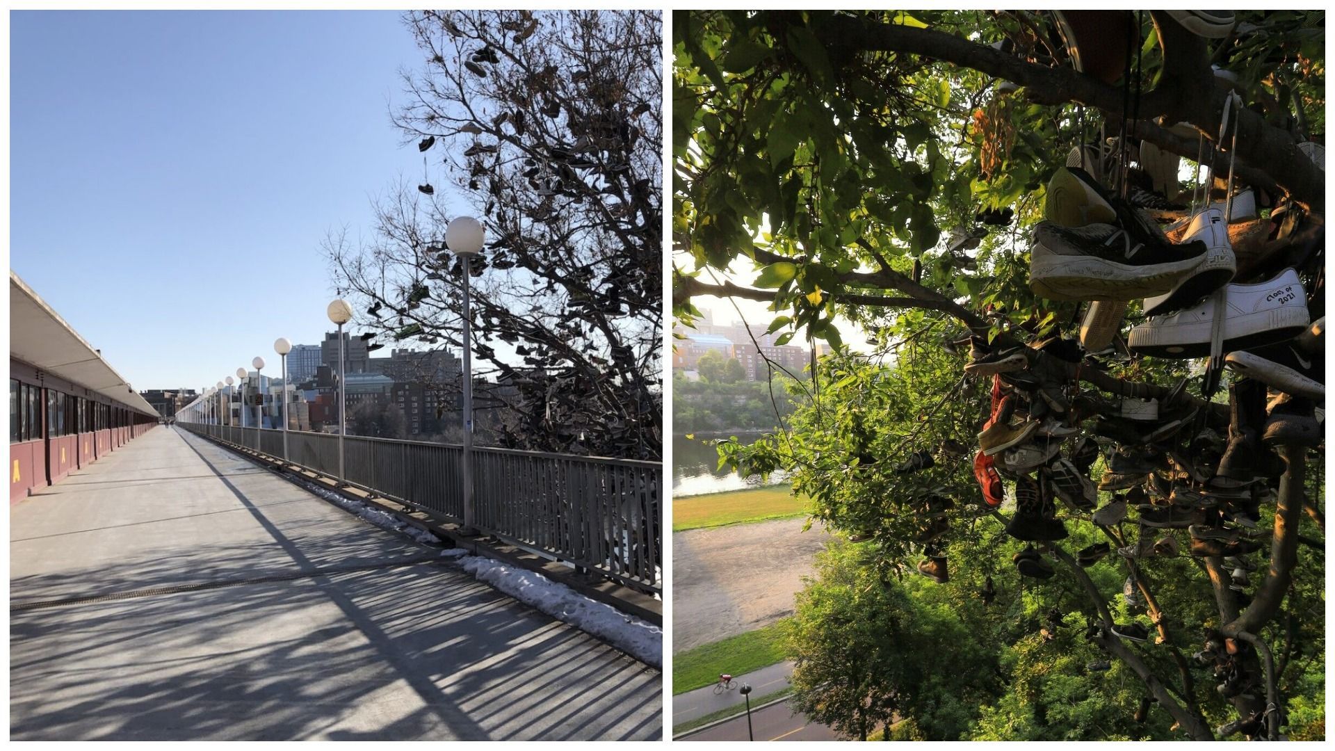 Студенти Університету Міннесоти закидують своє взуття на дерево – і ніхто не знає, чому - Розваги Студенти Університету Міннесоти закидують своє взуття на дерево – і ніхто не знає, чому - Розваги