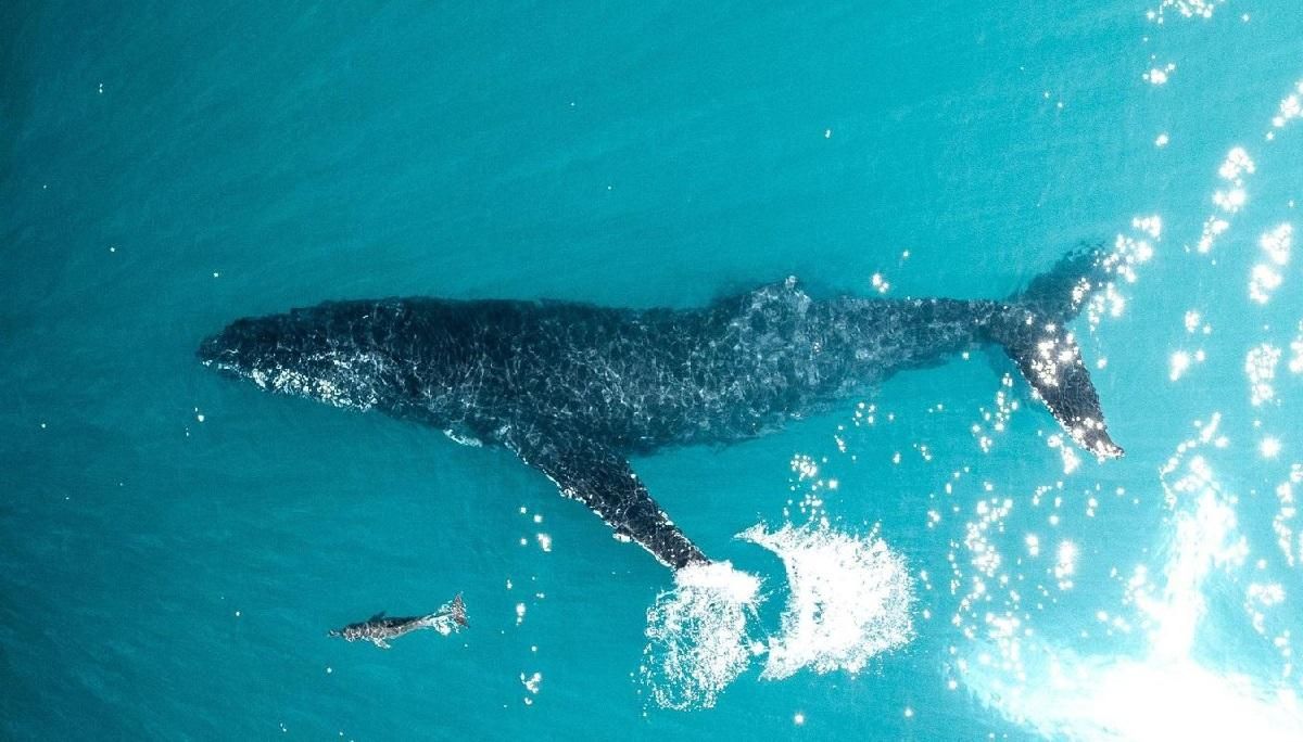 Проплив прямо під сапбордом: блогер зустрів величезного кита – приголомшливе відео