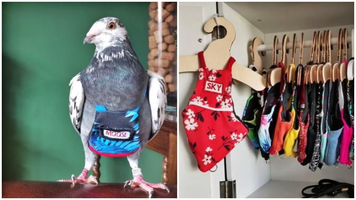 Розкіш для птахів: жінка витрачає понад 5000 доларів в рік на костюми для голубів - Розваги