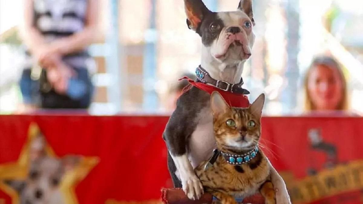 Самі придумали трюк: кіт з собакою проїхалися на самокаті й потрапили до книги рекордів Гіннеса Самі придумали трюк: кіт з собакою проїхалися на самокаті й потрапили до книги рекордів Гіннеса