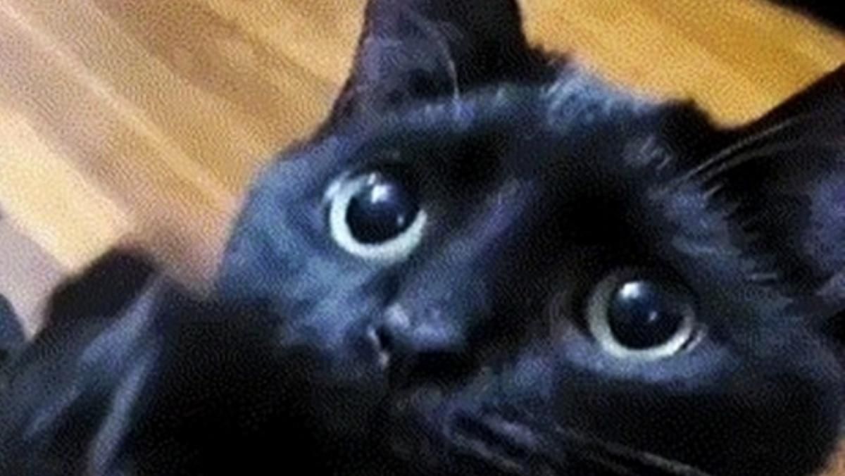 Герой "Шрека" знайдений: кіт з проникливим поглядом випрошує ласощі так, що неможливо відмовити - Розваги Герой "Шрека" знайдений: кіт з проникливим поглядом випрошує ласощі так, що неможливо відмовити - Розваги