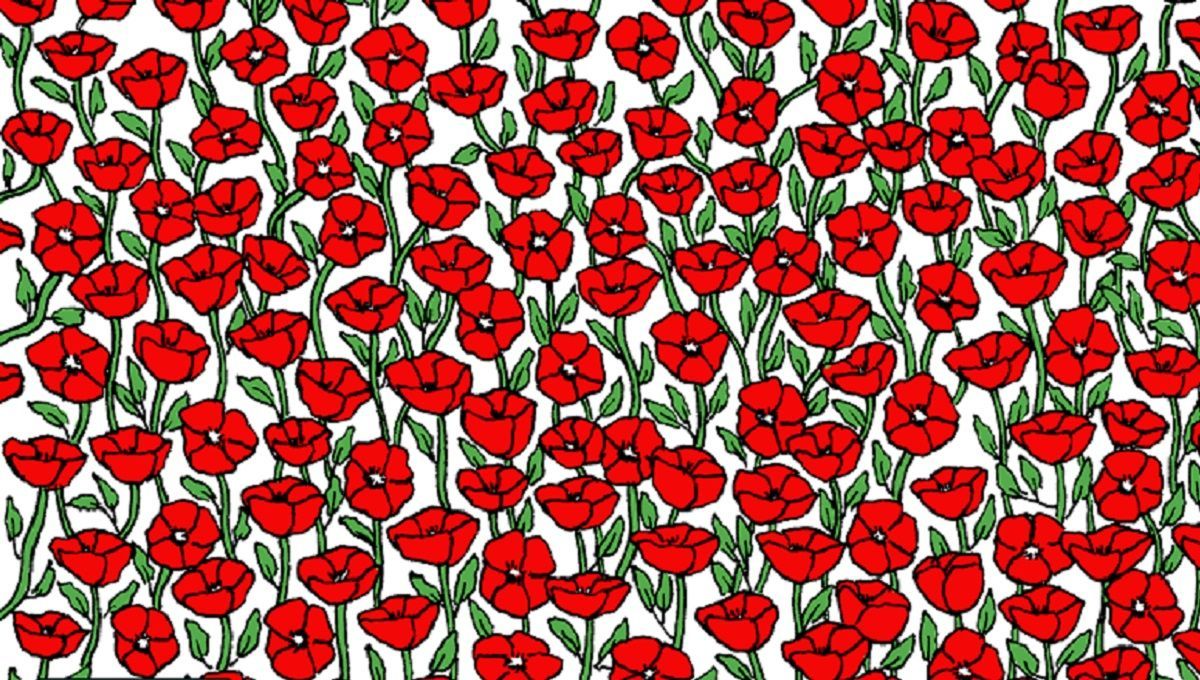 Головоломка недели: загадка, которая сломает вам голову и глаза – найдите краба среди поля маков Головоломка недели: загадка, которая сломает вам голову и глаза – найдите краба среди поля маков