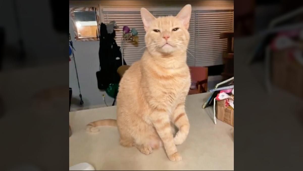 Пушистый симулянт: хитрый котик притворяется больным, чтобы его погладили – забавное видео - Развлечения