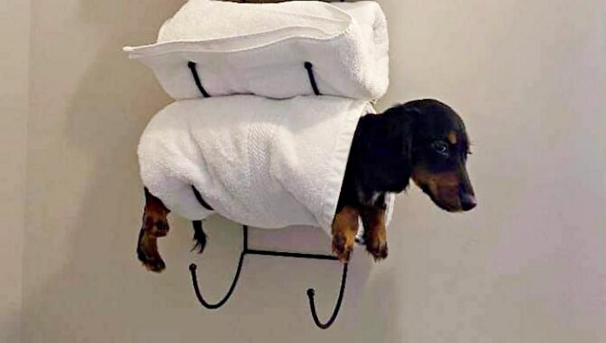 20 новых забавных фото животных, которые сделают ваш день лучше - Развлечения 20 новых забавных фото животных, которые сделают ваш день лучше - Развлечения