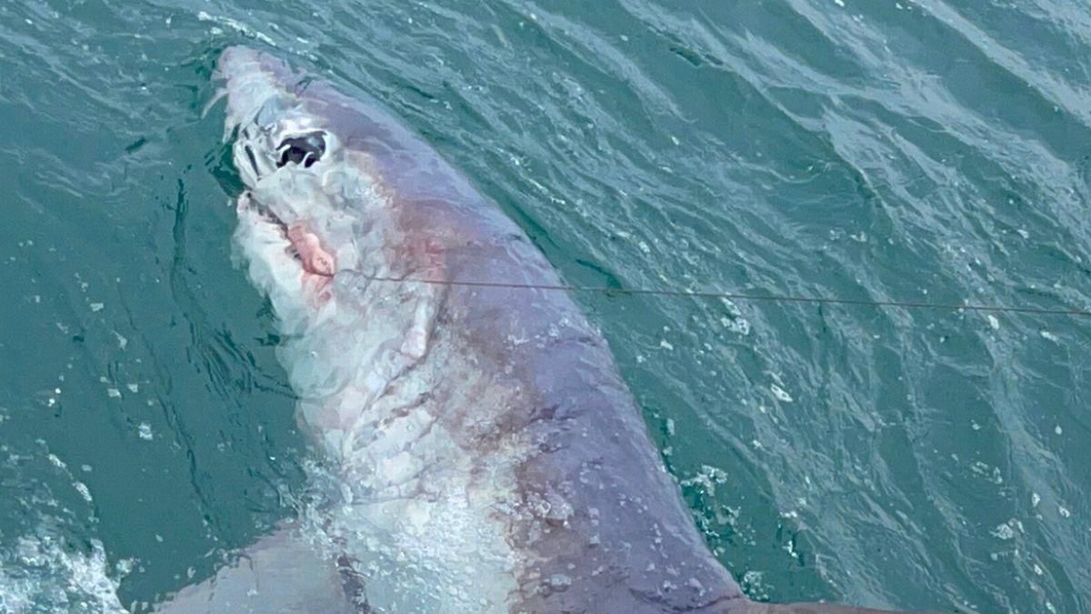 Рекордные размеры: британец поймал на удочку 250-килограммовую акулу - Развлечения
