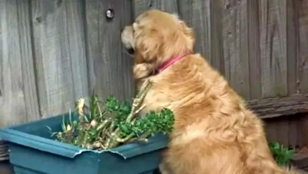 Хвостатая шпионка: забавная собака покорила сеть, подглядывая за соседями в вирусном видео - Развлечения