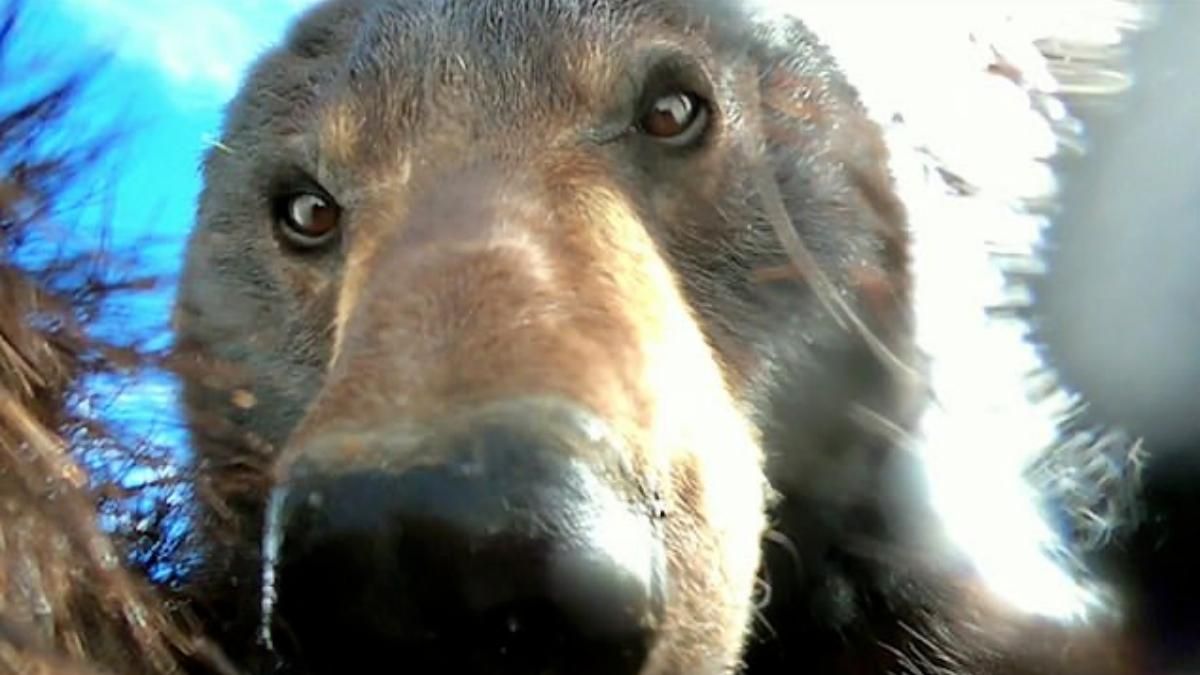 Медведь блогер нашел в лесу камеру GoPro, и снял интересное видео с неожиданными ракурсами - Развлечения