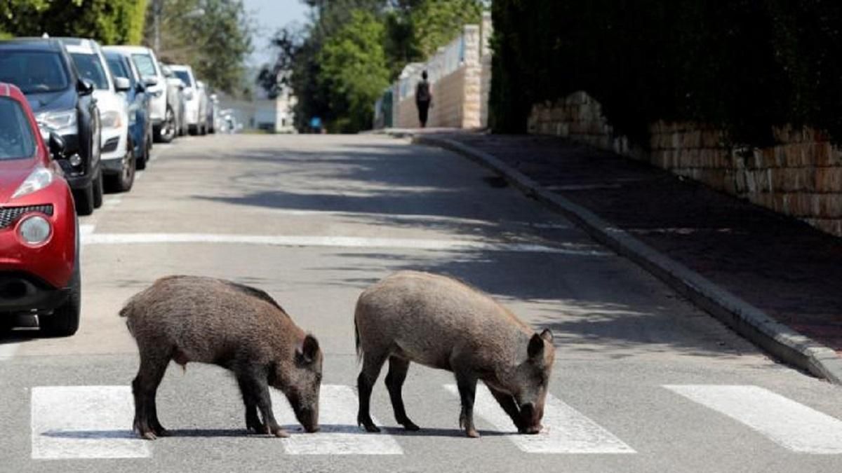 На Шакіру напали дикі кабани: хотіли вкрасти її сумку, але без бою вона не здалася На Шакіру напали дикі кабани: хотіли вкрасти її сумку, але без бою вона не здалася