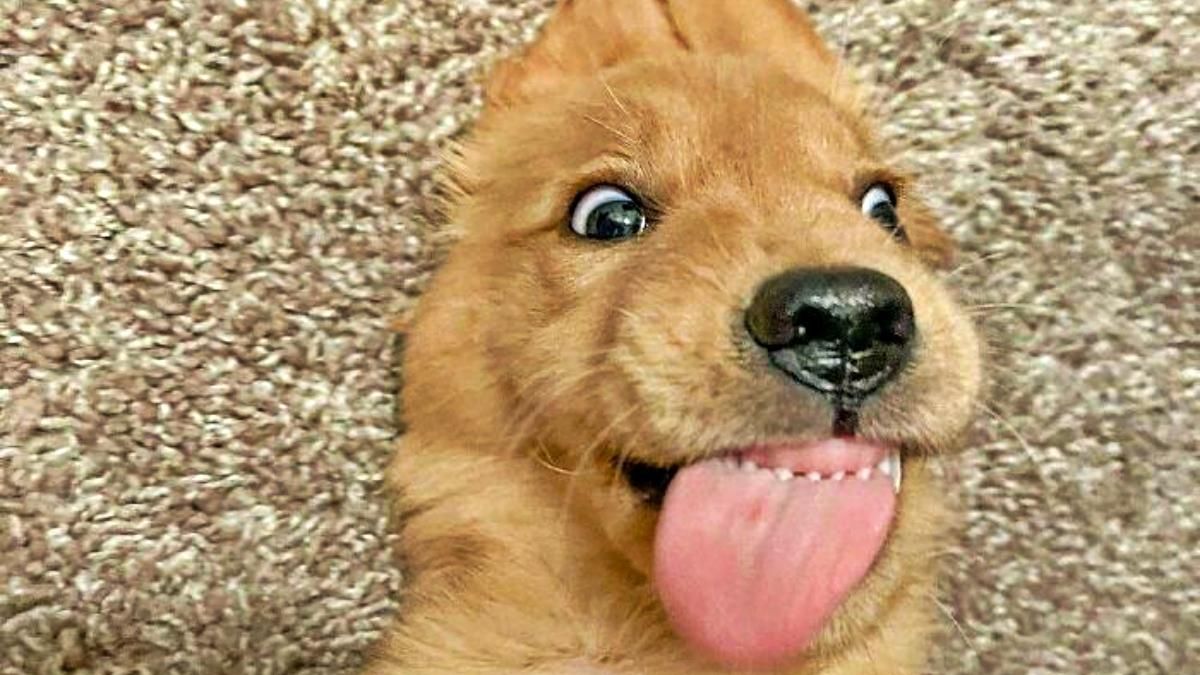 Що з ними сталося: 20 курйозних фото собак, які поводять себе дуже дивно - Розваги