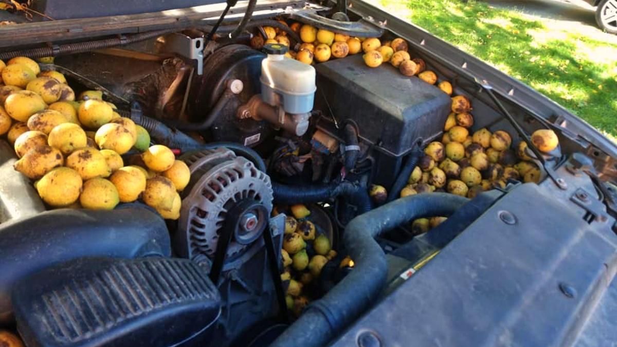 Американець знайшов під капотом своєї машини 70 кілограмів горіхів: їх заховала білка - Розваги