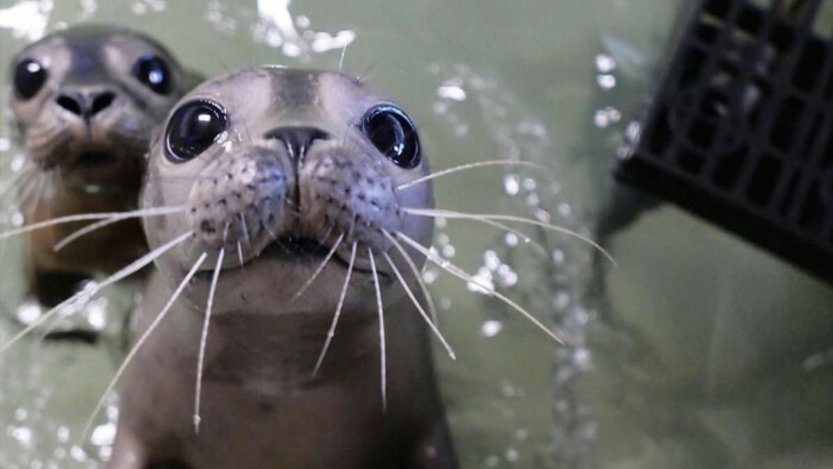 Куди вже миліше: зворушлива добірка фото новонароджених тварин, які змусять вас розтанути - Розваги Куди вже миліше: зворушлива добірка фото новонароджених тварин, які змусять вас розтанути - Розваги