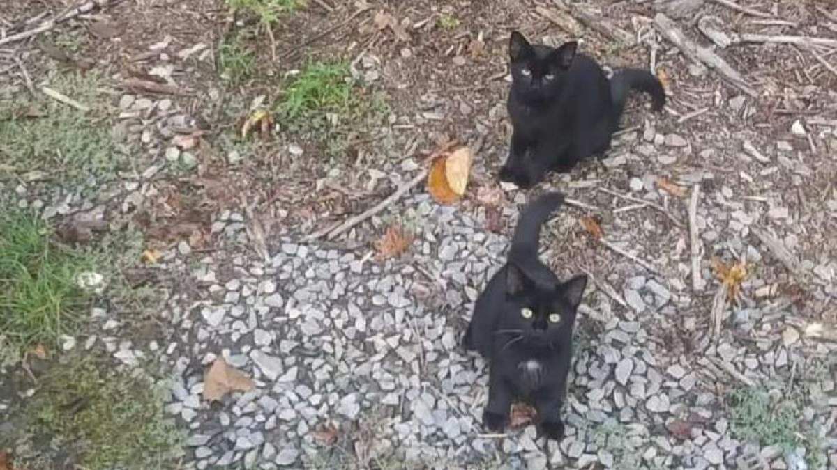 Оптична ілюзія: порахуйте котиків на фотографії Оптична ілюзія: порахуйте котиків на фотографії