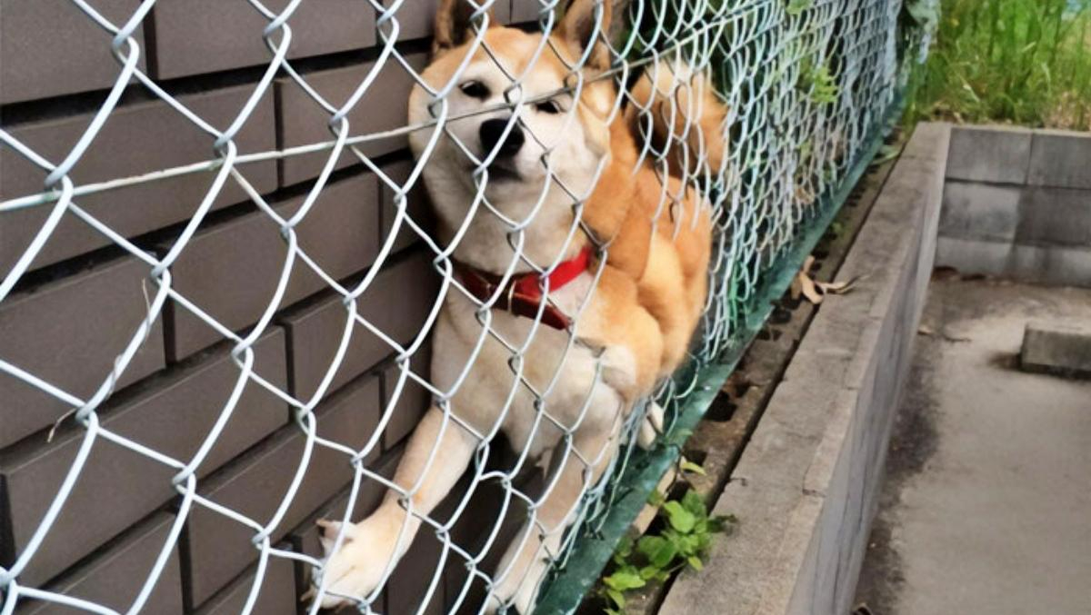 Потрібна допомога: курйозна добірка фото тварин, які застрягли і не змогли вибратися самостійно - Розваги